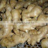 Good Qualtity Chinese Fresh Gingers thumbnail-2
