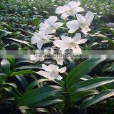 Dendrobium Hybrids Fresh Dendrobium