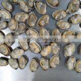 Japan Standard Whole Cooked Clam With Shell and Chemical Free thumbnail-3