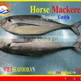 FROZEN W/R HORSE MACKEREL thumbnail-2