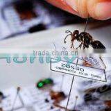 Stainless Steel Taxidermy Entomology Straight Insect Pins thumbnail-4