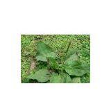 Plantago Seed Extract 4:1 thumbnail-1