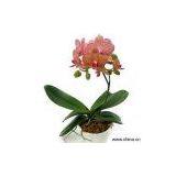 Sell Phalaenopsis 'Brother and Sister' thumbnail-1