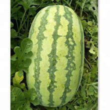 Overlord No.2 Chinese high resistance oval shape watermelon seeds