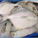 Silver Pompfret thumbnail-1