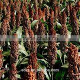 Red Sorghum for Animal Feed thumbnail-3