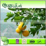 New Season Good Taste Fresh Navel Orange, Fresh Orange, China Orange, thumbnail-1