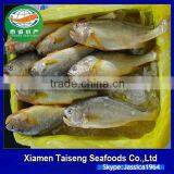 Frozen Yellow Croaker Fish Farming 500-600g thumbnail-1