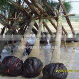 Archontophoenix Alexandrae