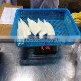 Frozen Pacific Squid Tube u5 u7 U10 thumbnail-5