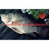 Tilapia thumbnail-1