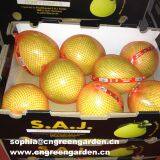 Fresh Honey Pomelo thumbnail-4