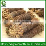 Cycas revoluta bare root trunk 80-100cm (2)