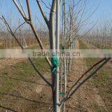 Fiberglass Stake With Paint Surface thumbnail-2