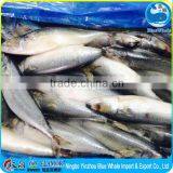 Canned Mackerel Material Fish