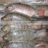 frozen tilapia fillet wholesale price