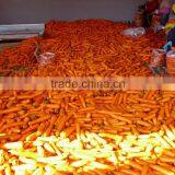 2014 Fresh Carrots thumbnail-1