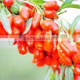 Tibet Organic ,pure Natural ,goji Berry thumbnail-3