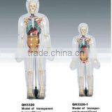 Model of Transparent Human(85cm)