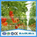 Low Cost Plastic Film Greenhouse For Tomatos thumbnail-1