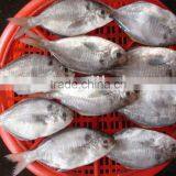 Psenopsis Anomala Frozen Smalll Pomfret(psenopsis Anomala) thumbnail-1