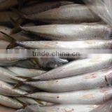 Frozen Pacific Mackerel thumbnail-4
