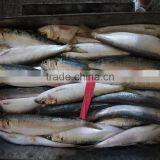 Canned Fish Sardine Low Price W/R Frozen Sardine for Canning thumbnail-4