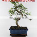 Pepper Tree Zanthoxylum 20cm Art thumbnail-1