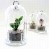 Live Mini Plant and Plant Pet Tree thumbnail-3