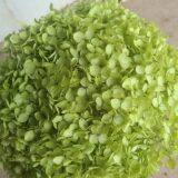 Best Selling Preserved Real Hydrangea Flower for Cottage Craft