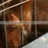 Chicken Cage