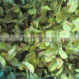 Silk Peppermint Leaves Bush thumbnail-1