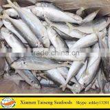 Frozen Round Scad For Tuna Bait