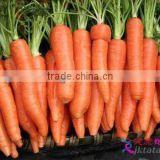 fresh chinese carrot S 80-150g