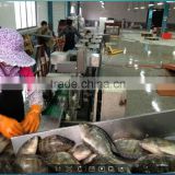 2016new season of frozen tilapia good price China origin