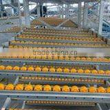 Roller Placon Conveyor With Plastic Roller Skatewheel Placon Roller Steel Frame thumbnail-2