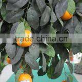 Hot Sale Date Fruit Tree High Simulation Decorative Indoor Trees thumbnail-2