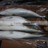 Amberjack thumbnail-1