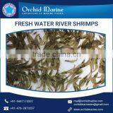 Fresh Frozen River Water Little Shrimps for Wholesale Buyers thumbnail-3