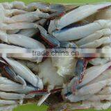 Frozen Best Quality Mud Crab thumbnail-1