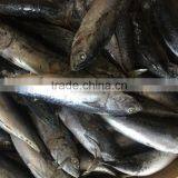 Sea Frozen Best Price Light Catching Sardina for Market thumbnail-2