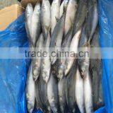 Landfrozen Mackerel 200-300g thumbnail-4
