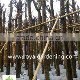 Ficus Altissima Tropical Trees Plants thumbnail-2