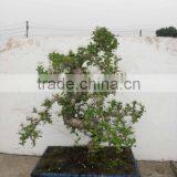 Carmona Bonsai Art 40cm thumbnail-1