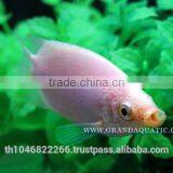 Kissing Gourami Fish Farm For Sale / Thailand Tropical Fish Exporter thumbnail-2