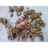 Supply of Medicinal Materials in Western Hubei Mountain Area Treasure Chicken Feet Coptis Zadeh Super Series Rare Traditional Chinese Medicinal Materials thumbnail-1