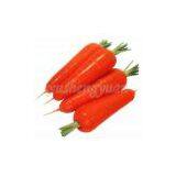 Carrot,carrot Supplier,Chinese Carrot,fresh Carrot thumbnail-2