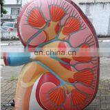 Inflatable Heart / Custom Inflatable Viscera Replica / Medical Inflatables