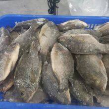 Tilapia Whole Round thumbnail-2