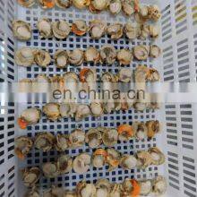 Frozen Farreri Scallop Frozen Scallop Meat thumbnail-4